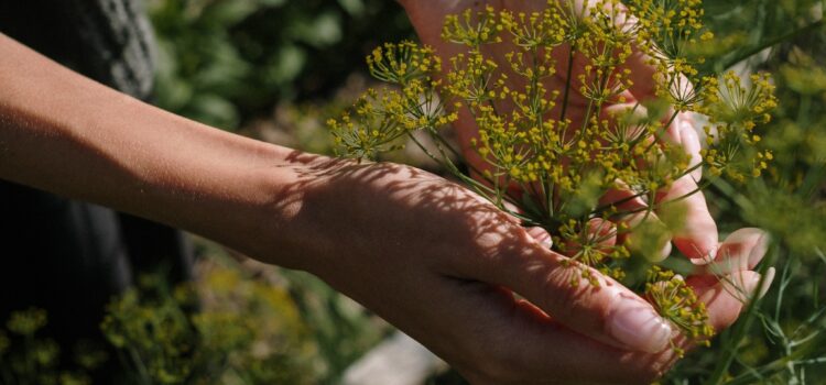 Nature et Santé Mentale : Comment ? #4